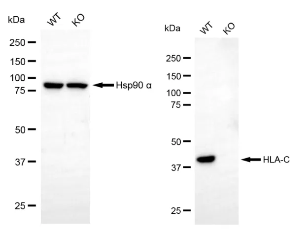 KVAb00163