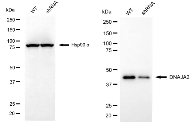 KVAb00574