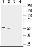 Western blot analysis of rat brain membranes (lanes 1 and 3), (1:2000) and mouse brain lysate (lanes 2 and 4), (1:400):