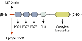 immunogen