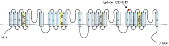 immunogen