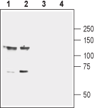 Western blot analysis of mouse (lanes 1 and 3) and rat (lanes 2 and 4) brain membranes: