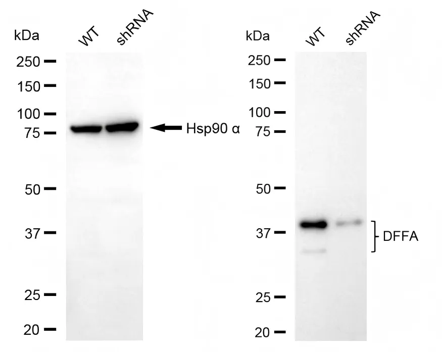 KVAb01924