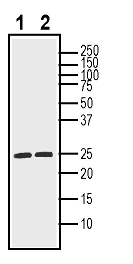 Western blot analysis using proBDNF Positive Control