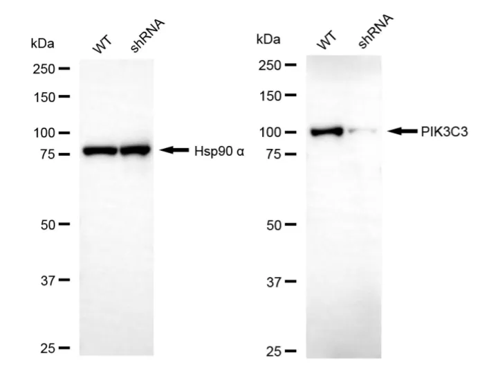 KVAb01905