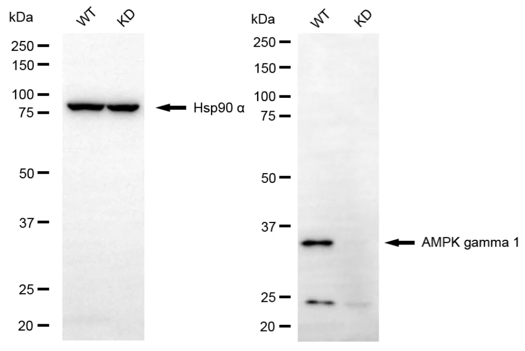 KVAb01415