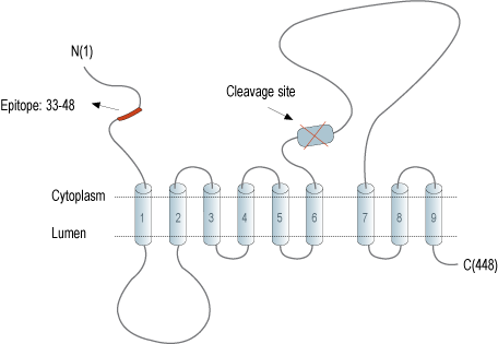 immunogen