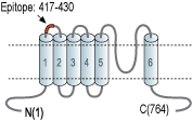 immunogen