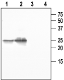 Western blot analysis of mouse salivary gland (1 and 3) and rat lung (2 and 4):