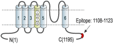 immunogen