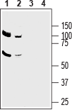 Western blot analysis of mouse brain lysate (lanes 1 and 3) and rat brain membranes (lanes 2 and 4):