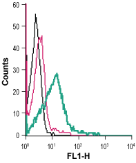 Cell surface detection of DAT in mouse TK-1 T-cell lymphoma cells: