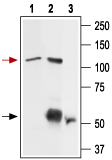 Immunoprecipitation of rat basophilic leukemia (RBL) cell lysate:
