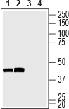 Western blot analysis of mouse (lanes 1 and 3) and rat (lanes 2 and 4) brain lysates :
