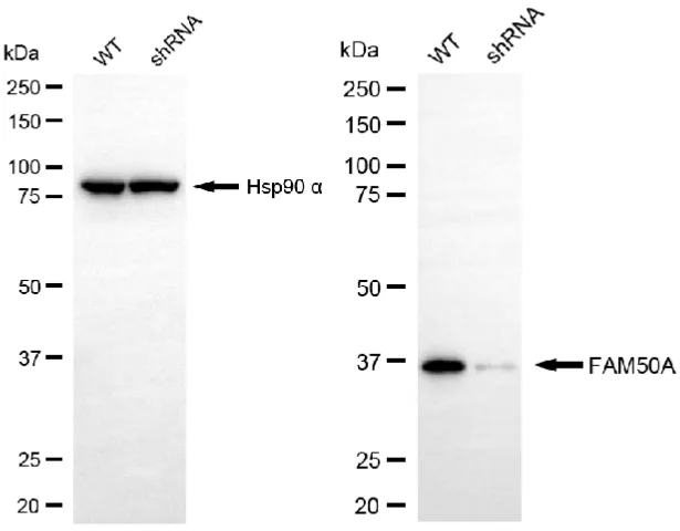 KVAb01082