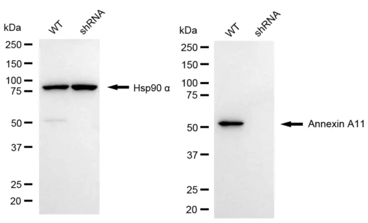KVAb00671