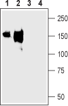 Western blot analysis of rat (lanes 1 and 3) and mouse (lanes 2 and 4) kidney membranes: