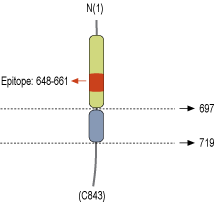 immunogen