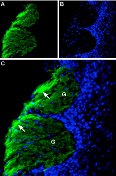 Expression of NCAM1 in rat olfactory bulb