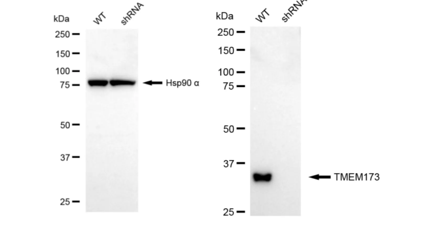 KVAb01821