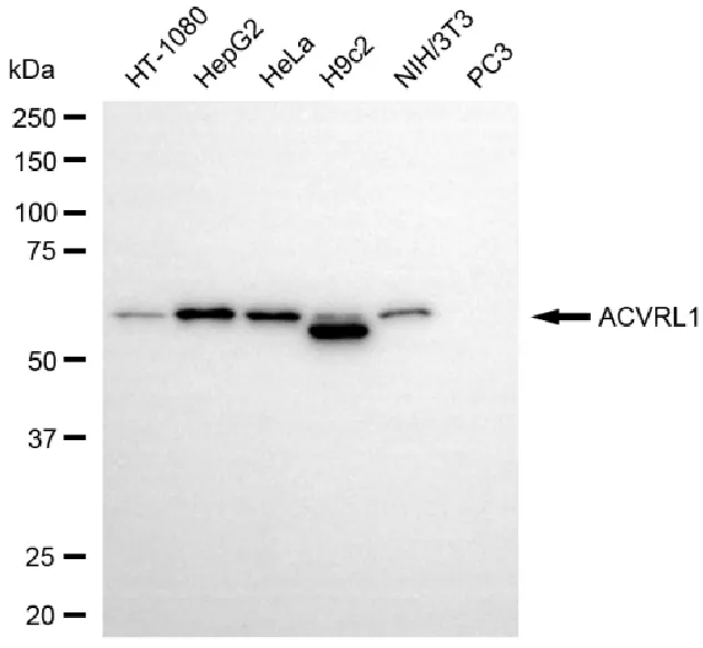 KVAb01402