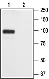 Western blot analysis of rat brain membranes:
