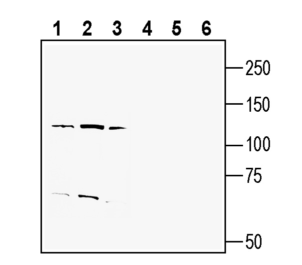 Western blot analysis of human THP-1 monocytic leukemia cell line lysate (lanes 1 and 4), human HL-60 promyelocytic leukemia cell line lysate (lanes 2 and 5) and human MDA-MB-231 breast adenocarcinoma cell line lysate (lanes 3 and 6):