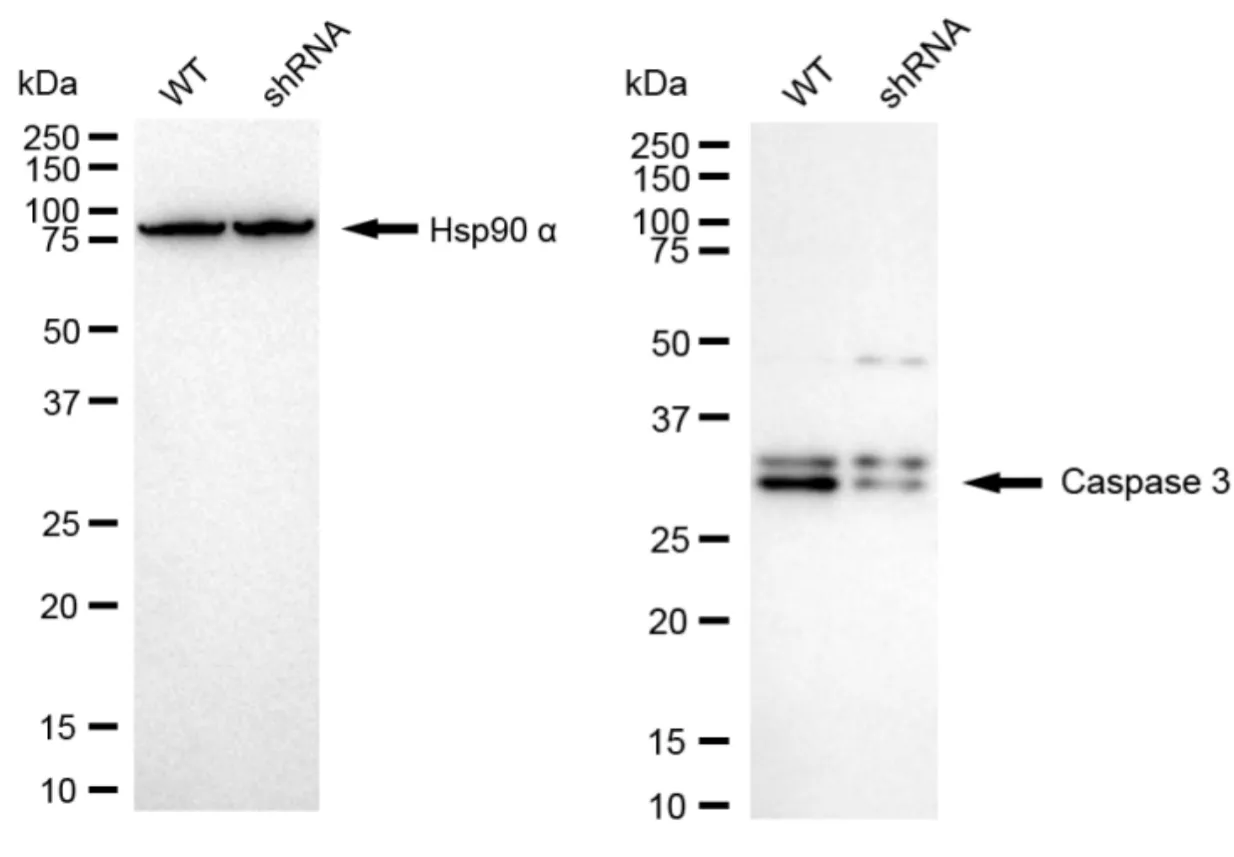 KVAb01606