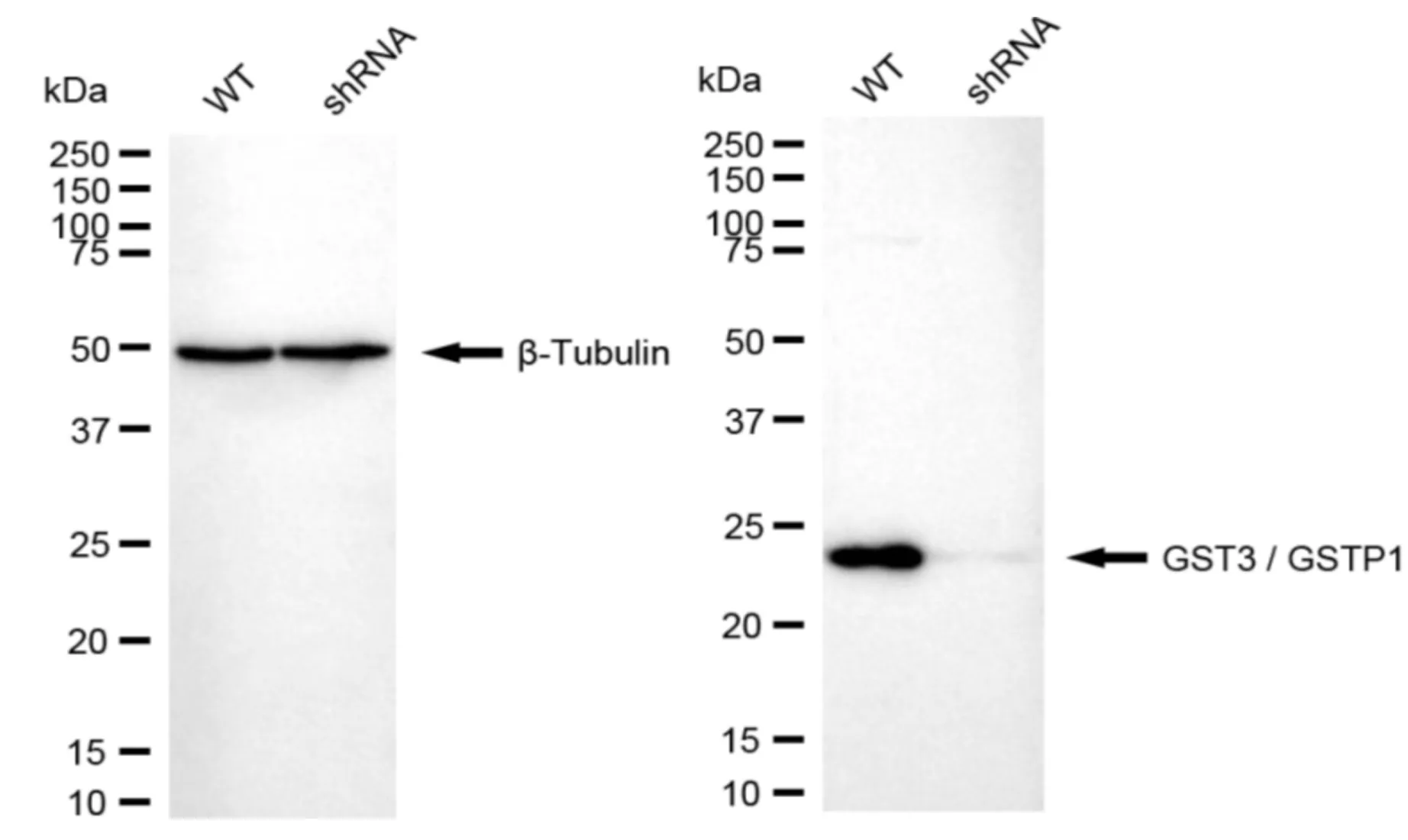 KVAb01035