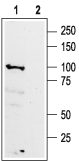 Western blot analysis of rat brain membranes: