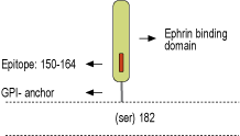 immunogen
