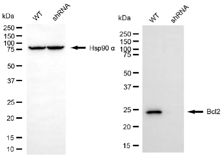 KVAb01246