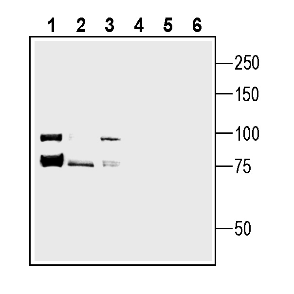 Western blot analysis of human MEG-01 megakaryoblastic cell line lysate (lanes 1 and 4), human HUVEC endothelial cell line lysate (lanes 2 and 5) and human SH-SY5Y neuroblastoma cell line lysate (lanes 3 and 6):