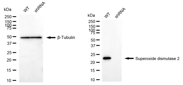 KVAb00865