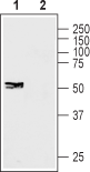 Western blot analysis of human SH-SY5Y neuroblastoma cell lysate: