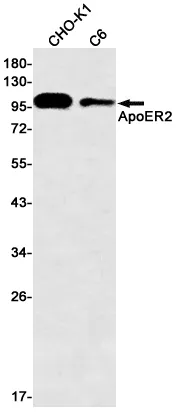AMRe01664