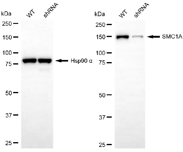 KVAb01461