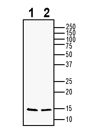 Western blot analysis using BDNF Positive Control