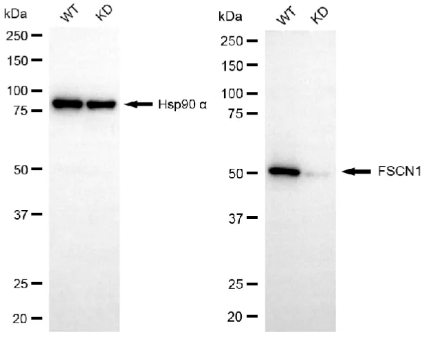 KVAb01549