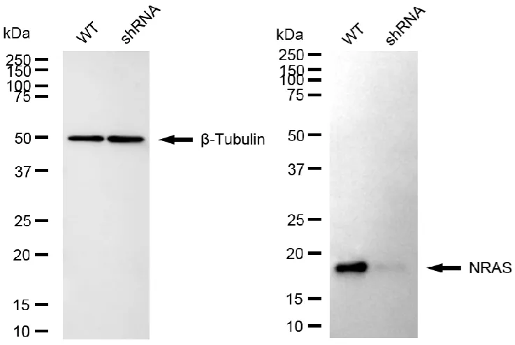 KVAb01450