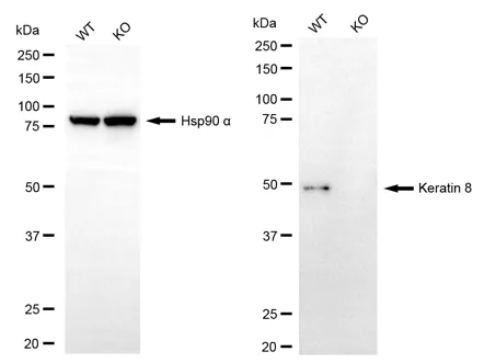 KVAb01846