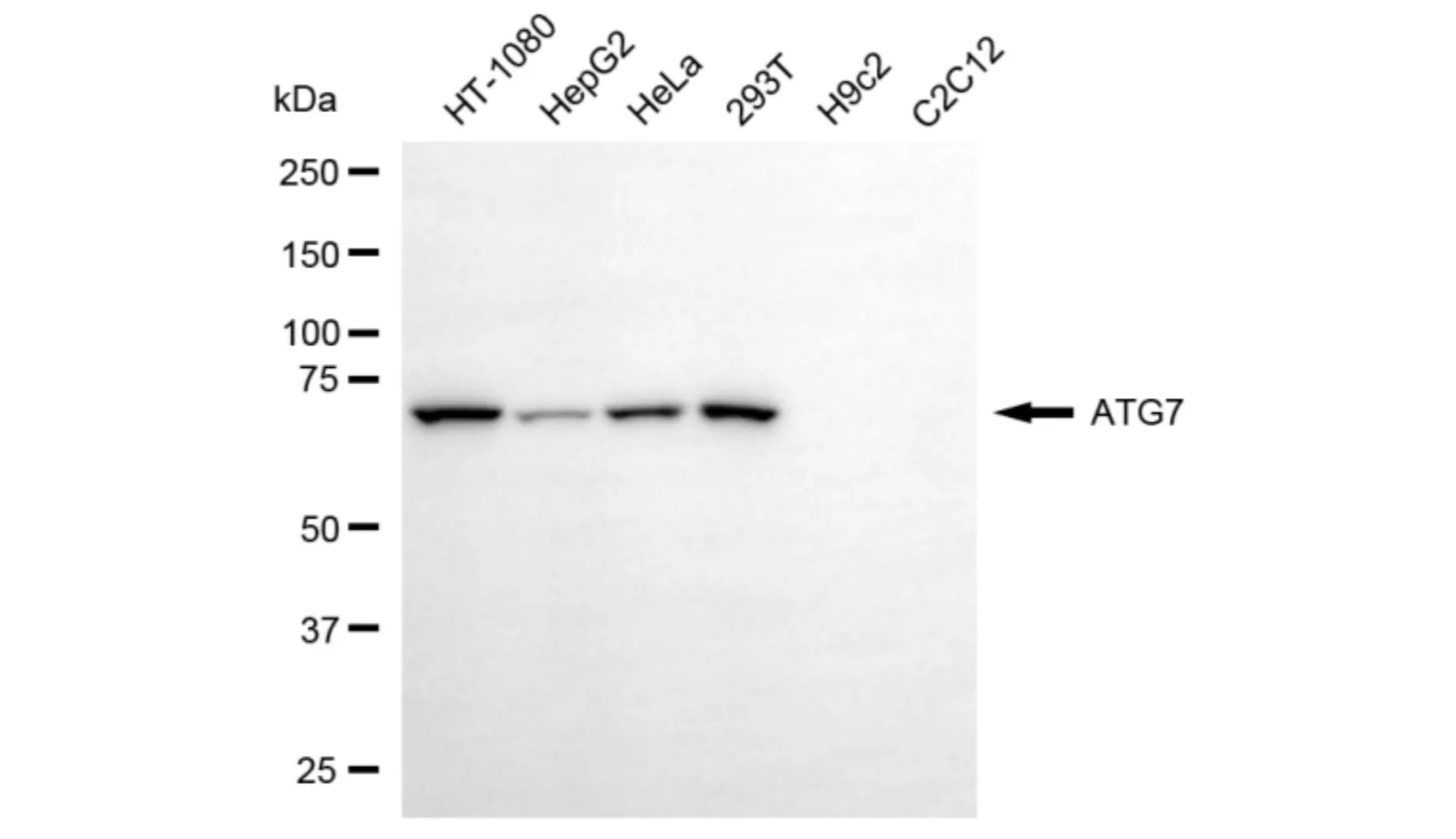 KVAb01794