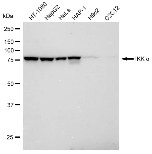 KVAb00242