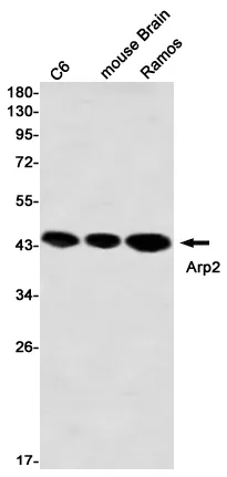 AMRe02902