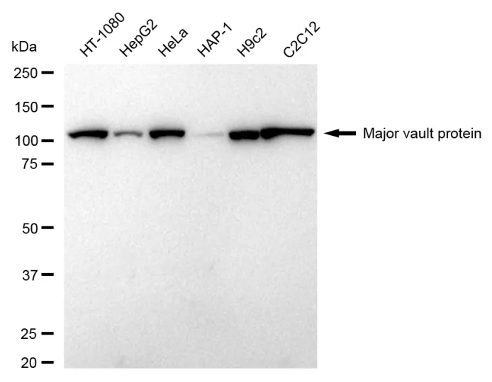 KVAb00993