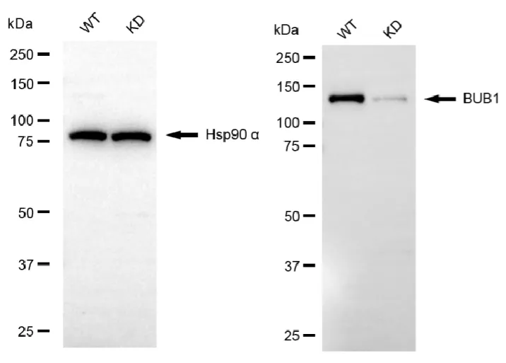 KVAb01374