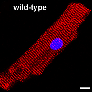 Expression of K ir 6.2 in mouse cardiomyocytes.