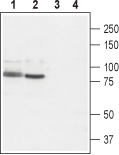 Western blot analysis of rat brain (lanes 1 and 3) and rat RBL basophilic leukemia cell lysate (lanes 2 and 4):