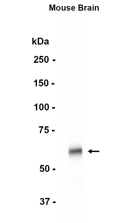 AMRe86669