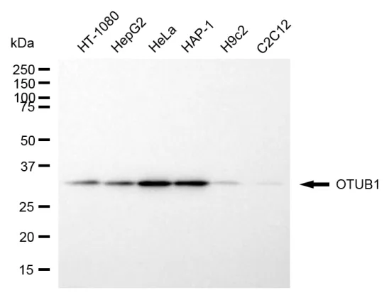 KVAb00658